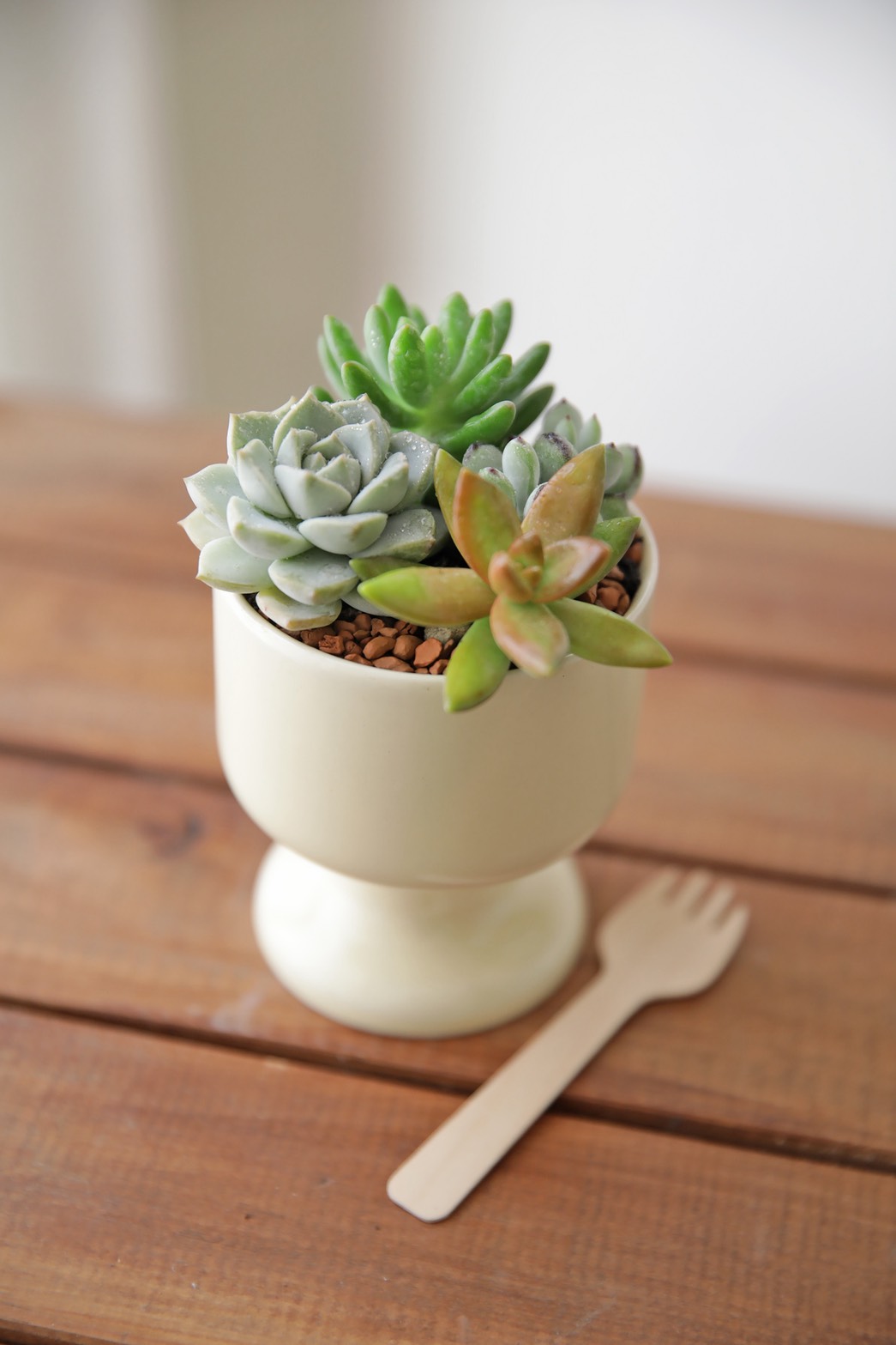 【小北門動手做】可愛多肉冰淇淋組盆